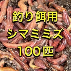 ミミズ 釣り餌用 100匹