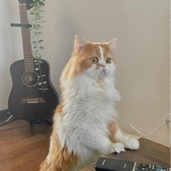 スコティッシュフォールド 4歳 オス【里親様決まりました。ありが...