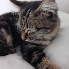 ねこちゃん　女の子3ヶ月