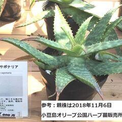 （決まりました）白い斑入りアロエ・サポナリア小中苗3ポット＋オマケ1ポット【6月17日】6月23日正午迄の画像