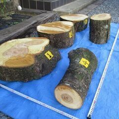丸太・桜(サクラ)の広葉樹-2の画像