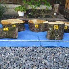 丸太・桜(サクラ)の広葉樹-2の画像