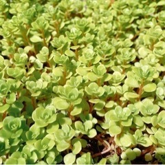 多肉植物②広がります‼️