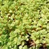 ランキングキーワードに紐づく投稿画像-多肉植物