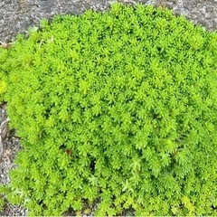 多肉植物①広がります‼️の画像