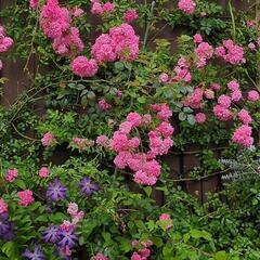 つる薔薇（中輪）の画像