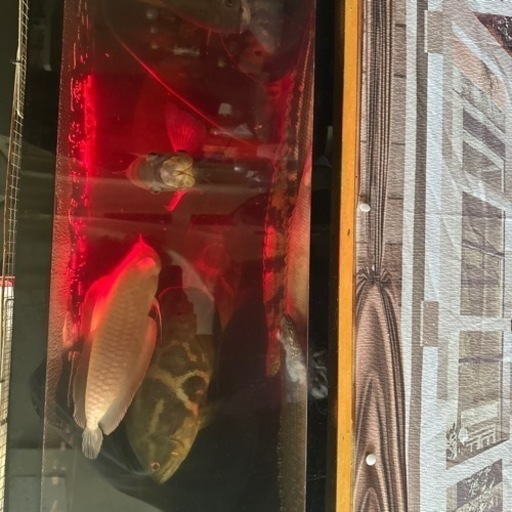 オスカー無料にします。