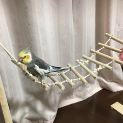 里親さん募集