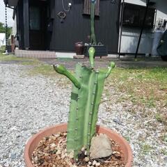 柱サボテン