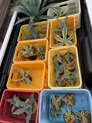 アガベ大量　鉢ごと　バラ売り　お問い合わせください！