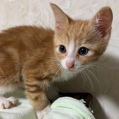 茶白の可愛い猫さんです♪(代理投稿)