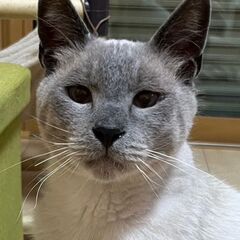 推定３歳シャム系ムタくん　（エイズ・白血病ダブルキャリア）