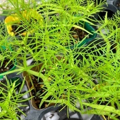 ルコウ草の苗