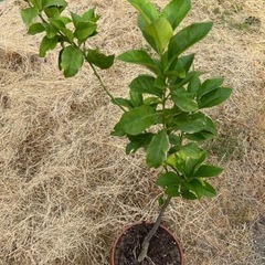 ユーレカレモン　もらって下さい。