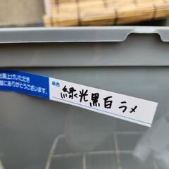 メダカを卵から育ててみませんか？