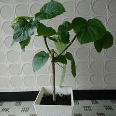 ウンベラータ(決まりました。)