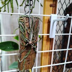 キロスキスタ sp. Chiloschista sp. 