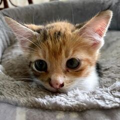 三毛子猫の里親募集について