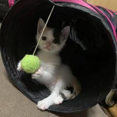 しっぽ長め白多めのミケちゃん