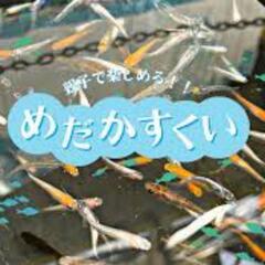 メダカ販売　メダカすくい