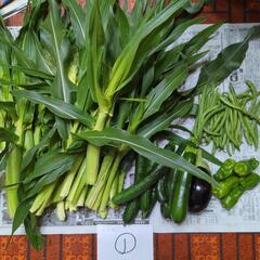 【お取引決定済み】ヤングコーンと朝採り野菜①