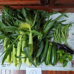 【商談中】朝採り野菜とヤングコーン②