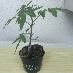 トマトショコラ珍しいトマト品種トマト苗家庭菜園ベランダ栽培大玉トマト生活雑貨 家庭用品 ガーデニングの画像