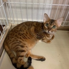 ベンガル猫♀