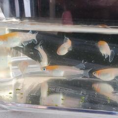 【めだか卵】レッドクリフ紅白の卵の画像