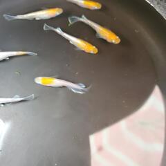 【めだか卵】レッドクリフ紅白の卵の画像