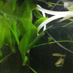 残り３本　熱帯魚水槽に映える!!☆水草アマゾンソードの子株☆