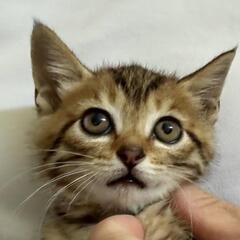 🌸正式譲渡～  １ヶ月半 子猫 2匹🌸