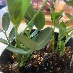 落花生の苗2株入り2ポットの画像