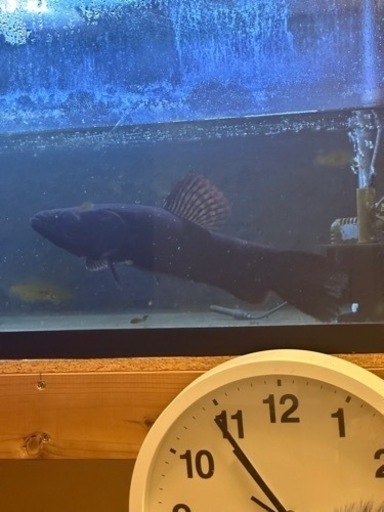 リアルタライロン　アイマラ