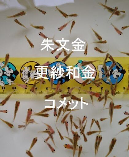 金魚の稚魚ＭＩＸ100匹⑤