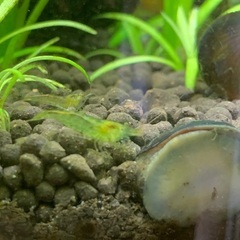 ミナミヌマエビ10匹セット