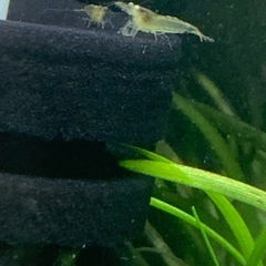 ミナミヌマエビ10匹セットの画像