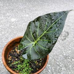 アロカシア、リーガルシールズ