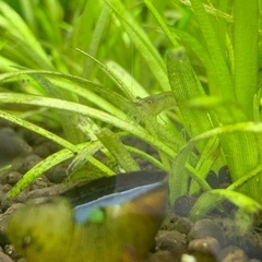 ミナミヌマエビ10匹セットの画像