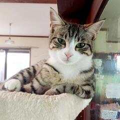美しいベンガル柄の猫