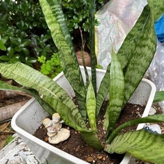 生活雑貨 家庭用品 ガーデニング