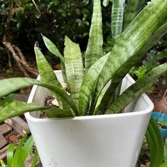 生活雑貨 家庭用品 ガーデニングの画像