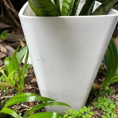 生活雑貨 家庭用品 ガーデニングの画像