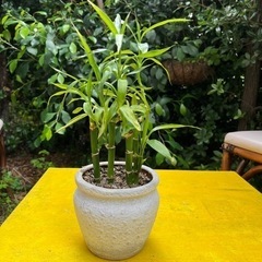 生活雑貨 家庭用品 ガーデニング
