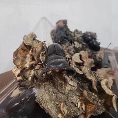 クワガタムシ ジオラマ　3の画像