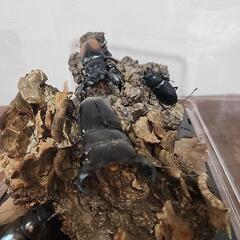 クワガタムシ ジオラマ　3の画像
