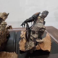 クワガタムシ ジオラマ　3の画像