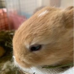子ウサギ譲ります(4羽のうち4羽め)