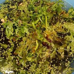 水草いろいろの画像