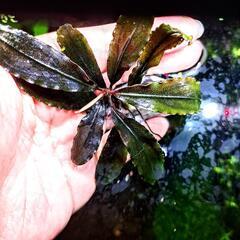 【超希少】ブセブァランドラ  SP.レーベルブルー  黒光石付きの画像